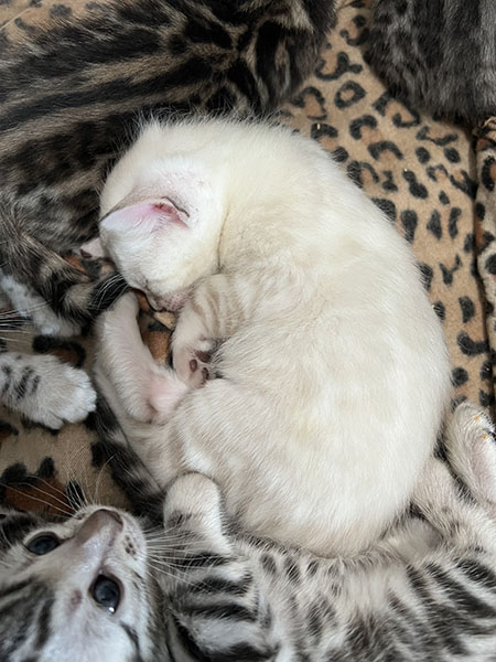 Snow Charcoal Bengal for sale near me